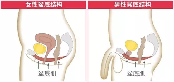 好好锻炼PC肌，持久“运动”不是梦！